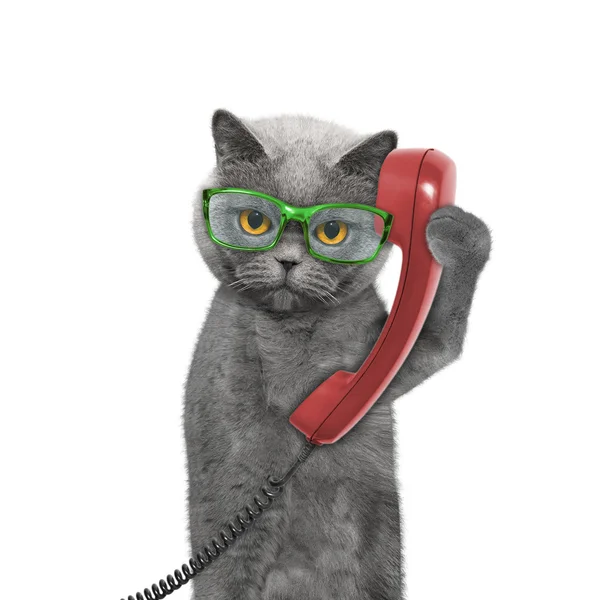 Gatto sta parlando al vecchio telefono — Foto Stock
