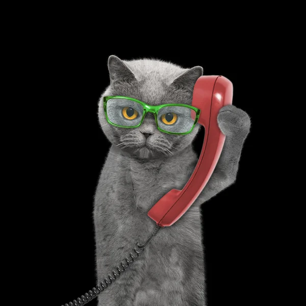 Gato está falando sobre o telefone antigo — Fotografia de Stock