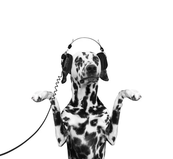 Hond is luisteren naar de muziek en dansen — Stockfoto