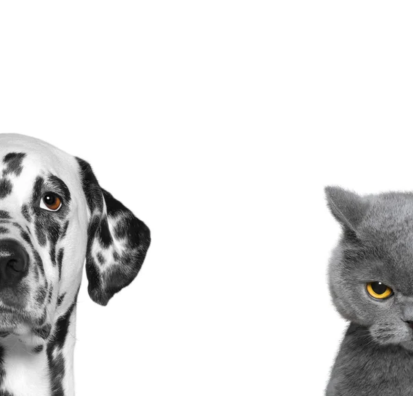 Портрет кота і собаки ізольовані на білому тлі — стокове фото
