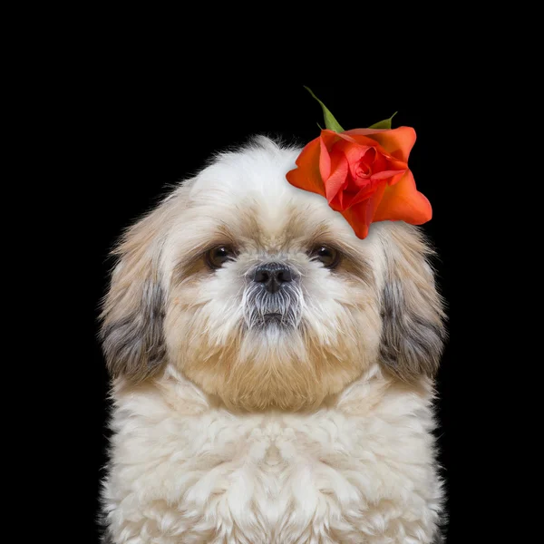 Cabeça do cão decorado com bela rosa — Fotografia de Stock