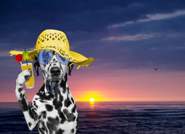 Hund hvile på sommerstrand ved solnedgang – stockfoto