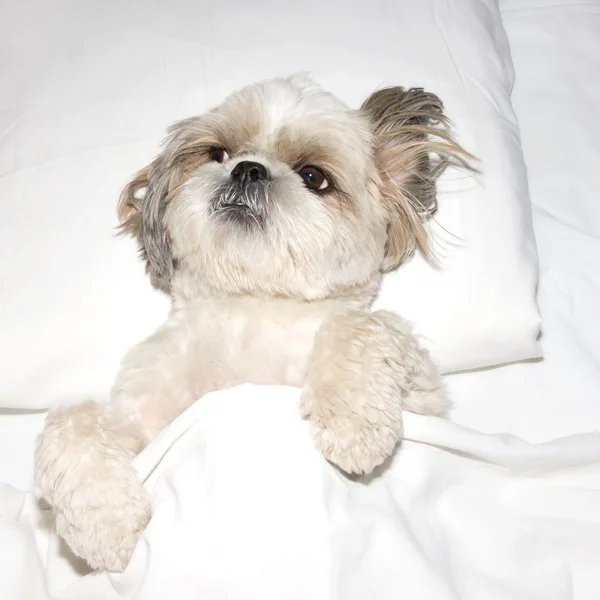Cão dormindo em um travesseiro na cama sob as coberturas — Fotografia de Stock
