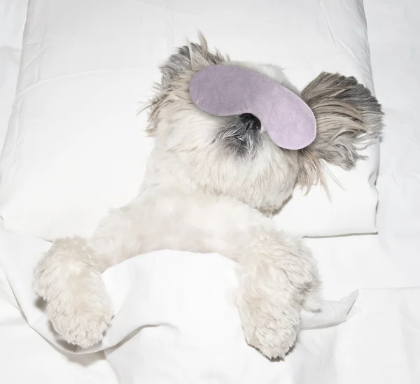 köpek yatağın yorganın altına bir yastık uyku