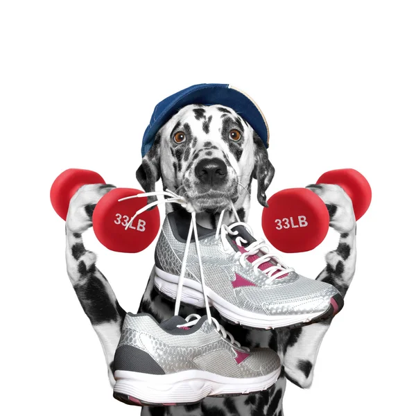 A sportolás--futó, kocogó súlyzó kutya — Stock Fotó