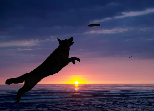 Cão está brincando na praia ao pôr do sol — Fotografia de Stock