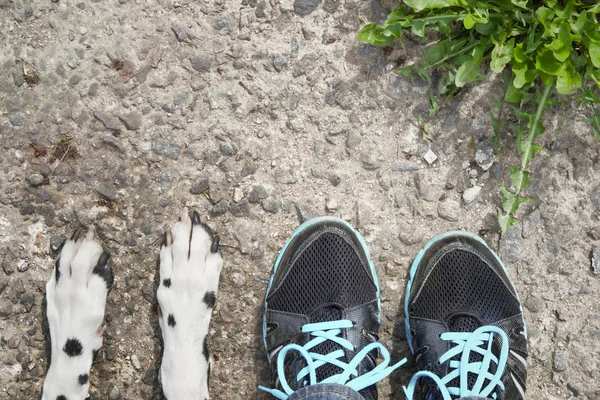 Köpek ve sahibi arasında yakın dostluk