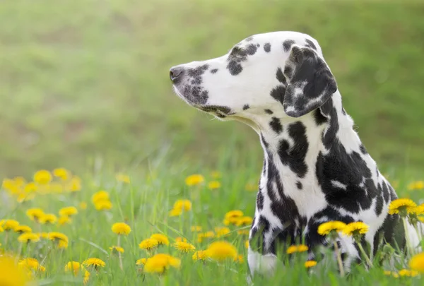 Bonito cachorro cão dálmata feliz que coloca na grama fresca de verão — Fotografia de Stock