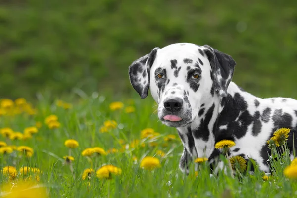 Bonito cachorro cão dálmata feliz que coloca na grama fresca de verão — Fotografia de Stock