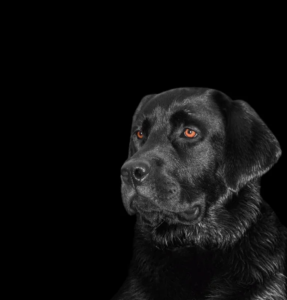 Πορτρέτο του ένας σκύλος labrador σε μαύρο φόντο — Φωτογραφία Αρχείου