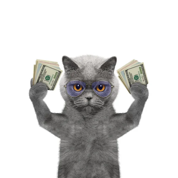 Kedi içinde gözlük onun pençeleri çok para tutar.