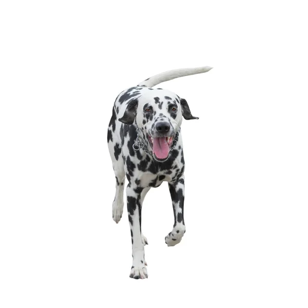 Бігова собака ізольована на білому тлі — стокове фото