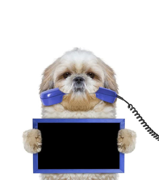 Собака тримає рамку в лапах і телефон в роті — стокове фото