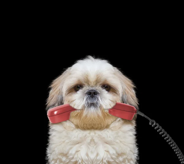 Собака тримає телефон в роті — стокове фото
