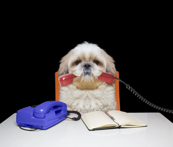 O cão vai falar pelo telefone — Fotografia de Stock