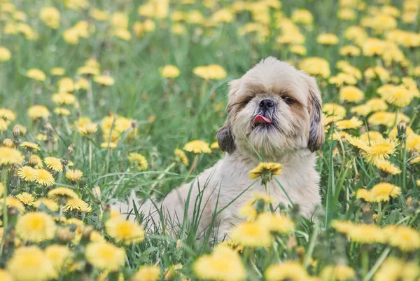 Bonito cachorro cão shitzu feliz que coloca na grama fresca de verão — Fotografia de Stock