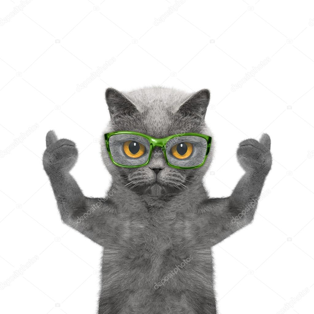 戴眼镜的猫有视力很差——图库图片© helga1981 #109193022, image size:1024x1024