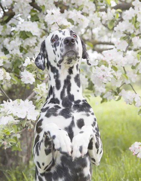 Bonito cachorro cão dálmata feliz sentado perto da árvore de verão — Fotografia de Stock