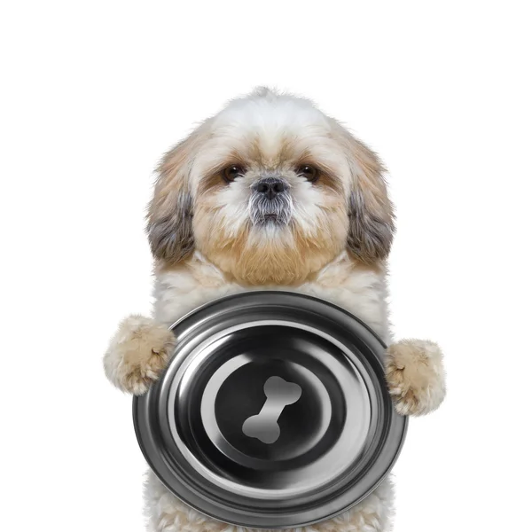 Hond wil eten en het houden van een kom — Stockfoto