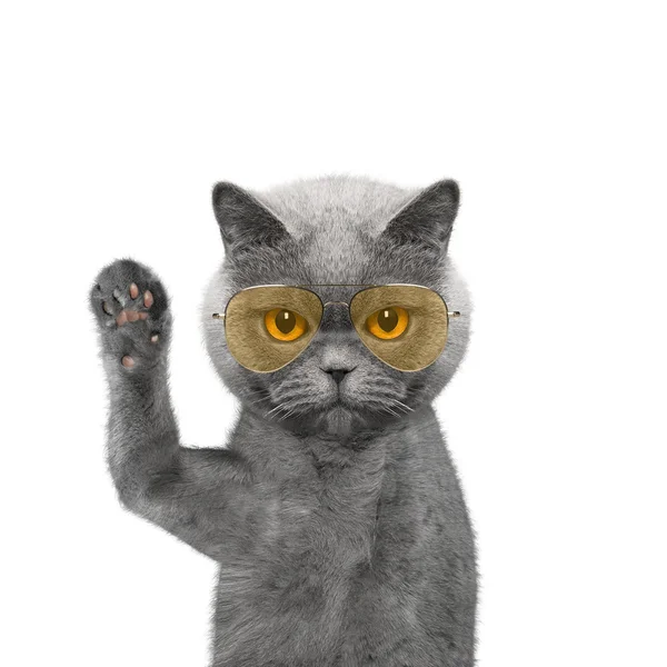 Ładny kot w okularach jest ci pozdrowienia — Zdjęcie stockowe