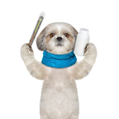 köpek hasta--sıcaklık yüksek