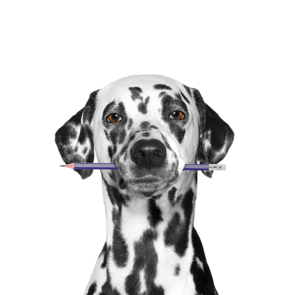 Собака тримає олівець у роті ізольований на білому — стокове фото