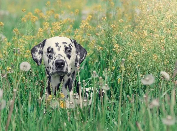 Χαριτωμένο dalmatian ευτυχισμένη κουτάβι σκυλί για τον στο γρασίδι φρέσκιες καλοκαιρινές — Φωτογραφία Αρχείου