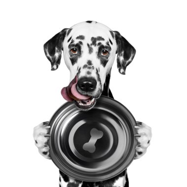 köpek yemek ve bir kase tutun istiyor 