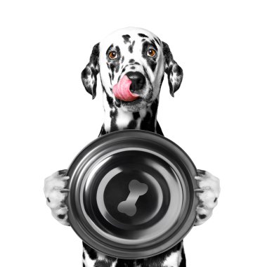 köpek yemek ve bir kase tutun istiyor 