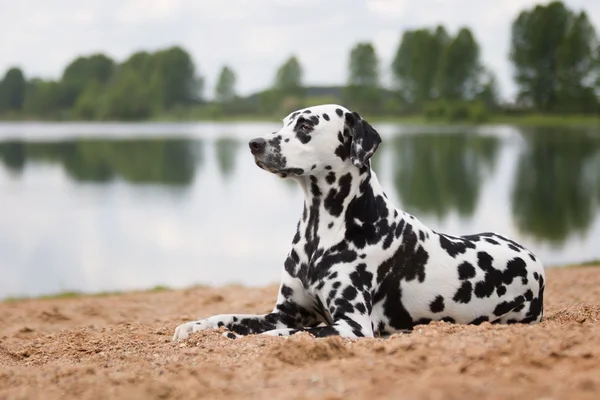 Σκύλος που βρίσκεται στην παραλία ή στο ποτάμι — Φωτογραφία Αρχείου