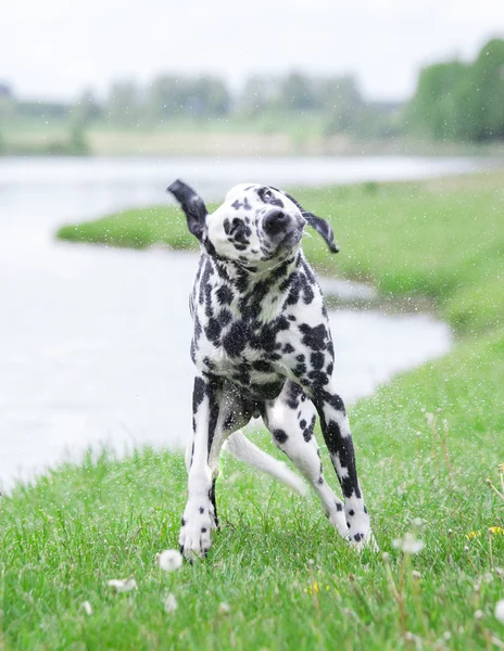 Bonito cão sacudindo água depois de nadar no rio al ou um lago — Fotografia de Stock