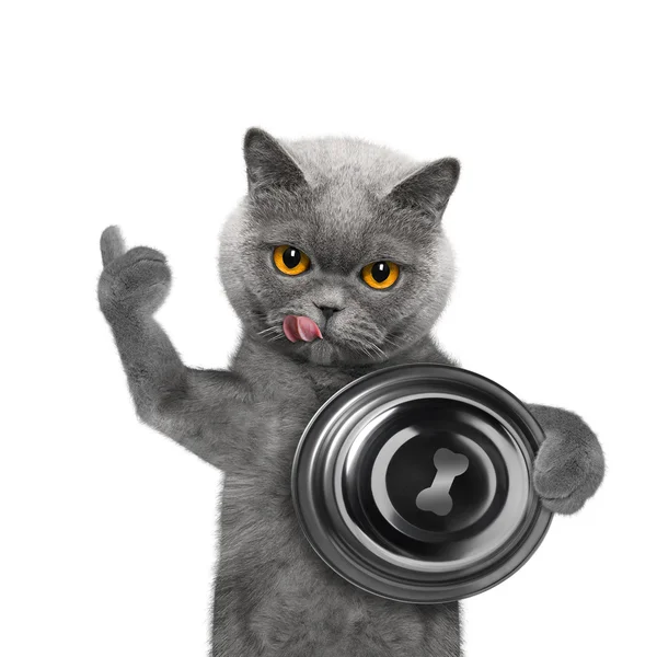 Kedi yemek bitmiş ve çok lezzetli