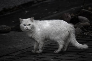 Kirli evsiz kedi bir yardıma ihtiyacı var