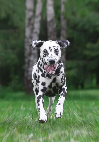 Cão correndo no parque - Borrão — Fotografia de Stock