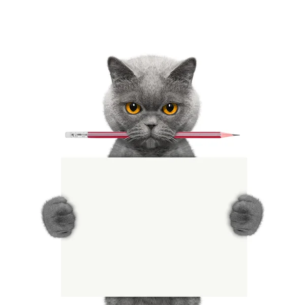 Cat holding a pencil and blank — Stock Photo, Image