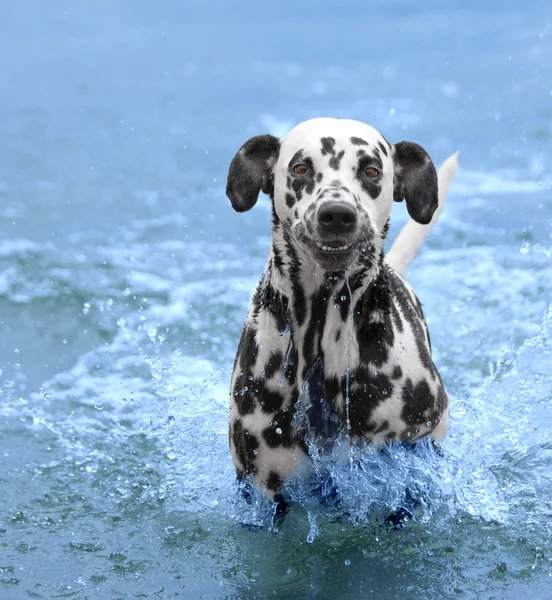 Cão nada e corre para o mar ou rio — Fotografia de Stock