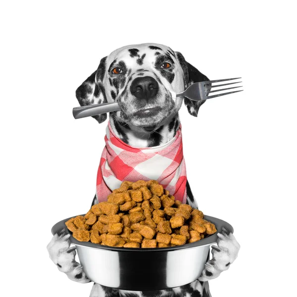 köpek aç ve gıda ve çatal tutar 