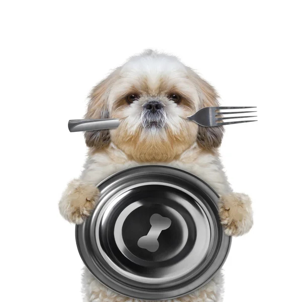 Собака хоче їсти і тримати миску і виделку — стокове фото