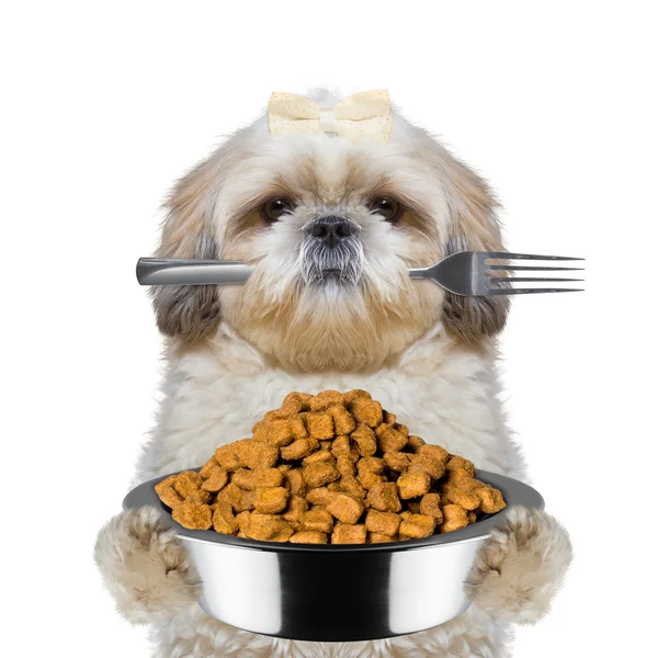 Собака голодна и хранит еду и вилку — стоковое фото