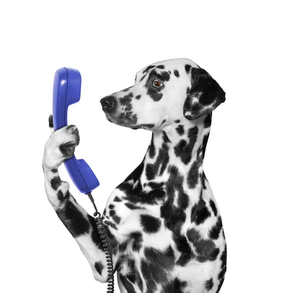 köpek telefon pençe içinde tutar. 