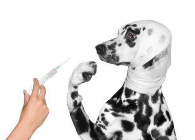 hasta yaralı köpek enjeksiyon korkuyor 