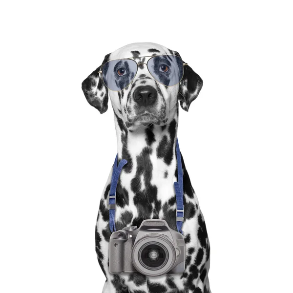 Κάμερα κρέμονται γύρω από το λαιμό σκυλιά — Φωτογραφία Αρχείου