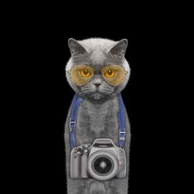 Kediler boynuna asılı kamera 