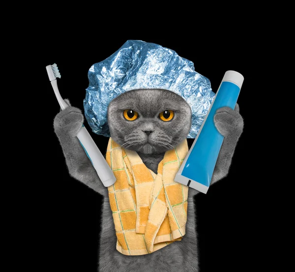 Gato vai limpar os dentes após o chuveiro — Fotografia de Stock