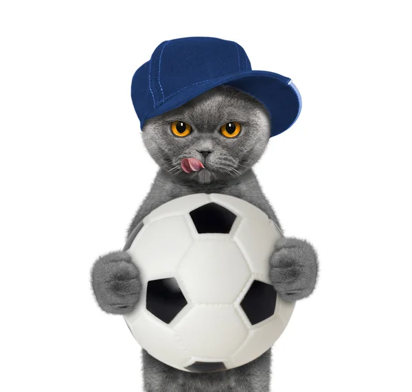 猫在同一个球帽 — 图库照片
