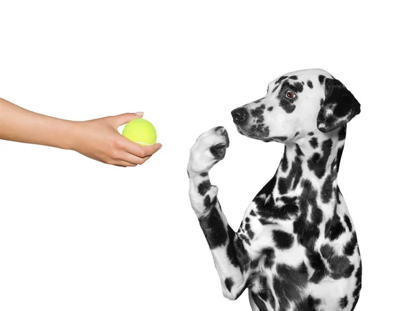 Hond is verrast om te zien de bal — Stockfoto