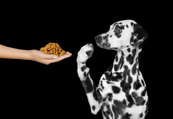 Милий собака відмовляється їсти з рук — стокове фото