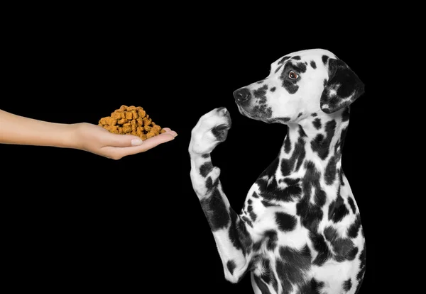 Sevimli köpek elinden yemek reddediyor