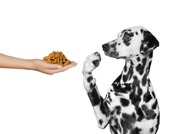 Niedlicher Hund weigert sich, aus der Hand zu essen — Stockfoto