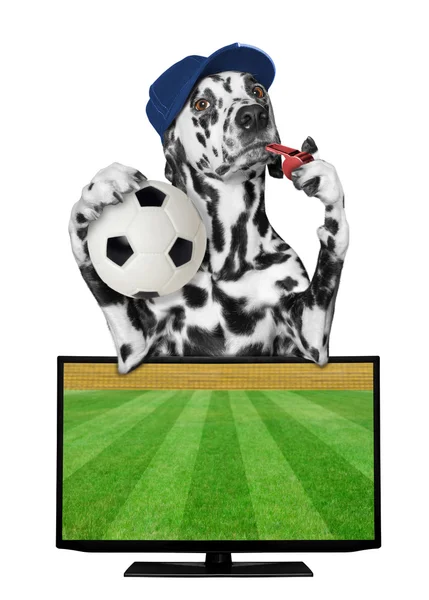 Собака з м'ячем фан чемпіонат футболу — стокове фото
